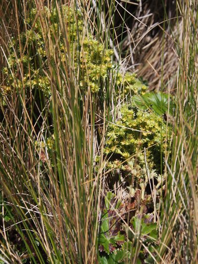 Alchemilla hispidula, photographed by Lena Struwe