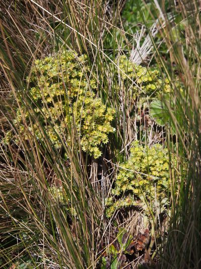 Alchemilla hispidula, photographed by Lena Struwe