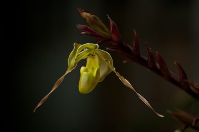 Phragmipedium longifolium, photographed by Oscar Marín