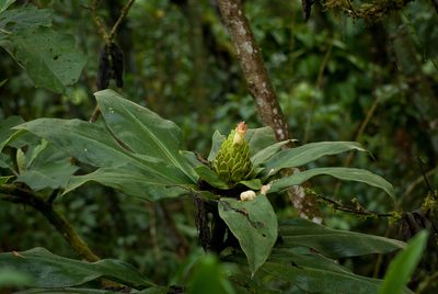 Costus guanaiensis, photographed by Oscar Marín