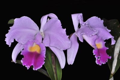 Cattleya trianae, photographed by Oscar Marín