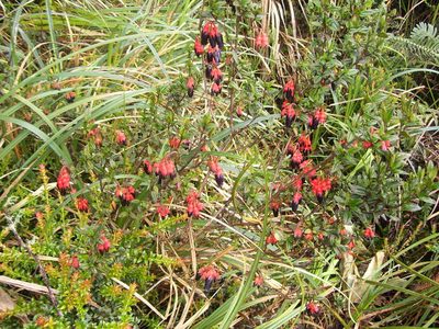 Brachyotum strigosum, photographed by Oscar Marín