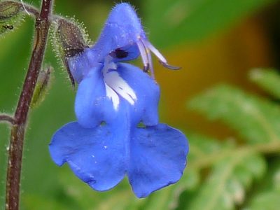 Salvia scutellarioides, photographed by Oscar Marín