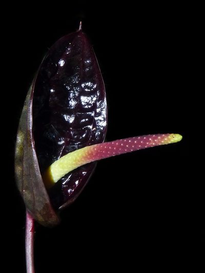Anthurium caramantae, photographed by Oscar Marín