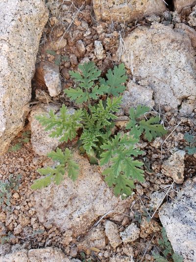 Hedosyne ambrosiifolia, photographed by Alex Abair