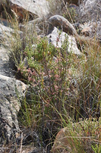 Erica selaginifolia, photographed by Michael D. Pirie