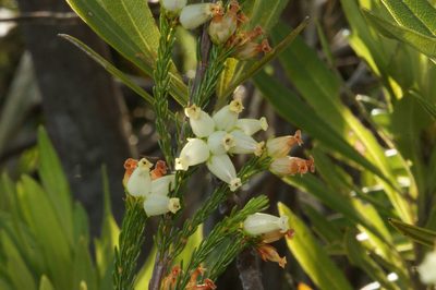 Erica daphniflora, photographed by Michael D. Pirie