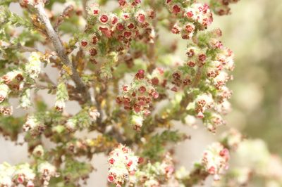 Erica rigidula, photographed by Michael D. Pirie