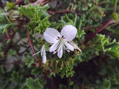 Pelargonium crispum, photographed by James Deacon
