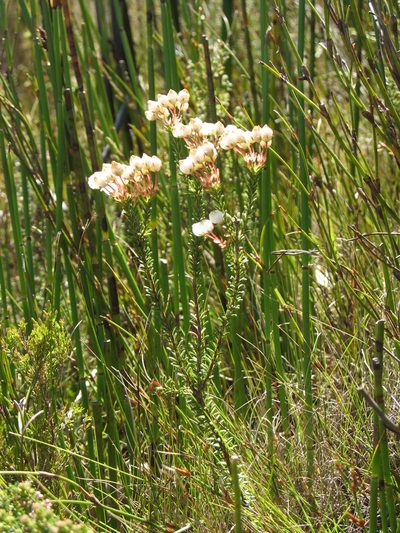 Erica odorata, photographed by Michael D. Pirie