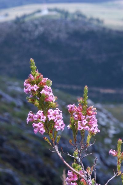 Erica daphniflora, photographed by Michael D. Pirie