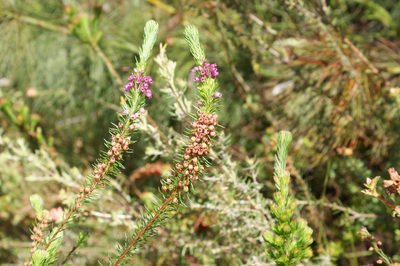 Erica regerminans, photographed by Michael D. Pirie