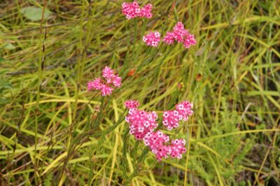 Erica bracteolaris, photographed by Michael D. Pirie