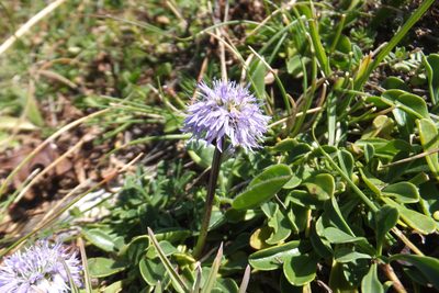 Globularia meridionalis, photographed by Emanuele Santarelli
