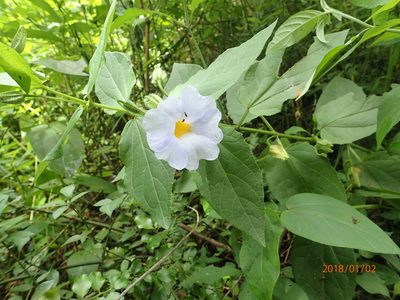 Thunbergia natalensis, photographed by Peter Warren