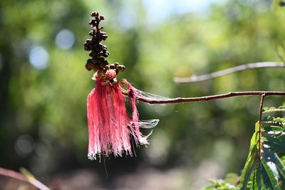 Calliandra houstoniana, photographed by adel-fridus