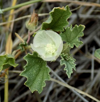 Malvella lepidota, photographed by Michelle Cloud-Hughes