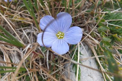 Linum alpinum, photographed by Emanuele Santarelli