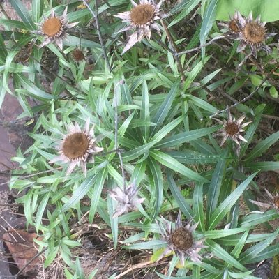 Carlina salicifolia, photographed by Andre Hosper