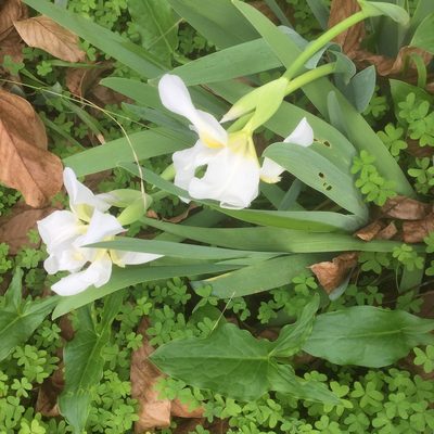 Iris × florentina, photographed by Andre Hosper