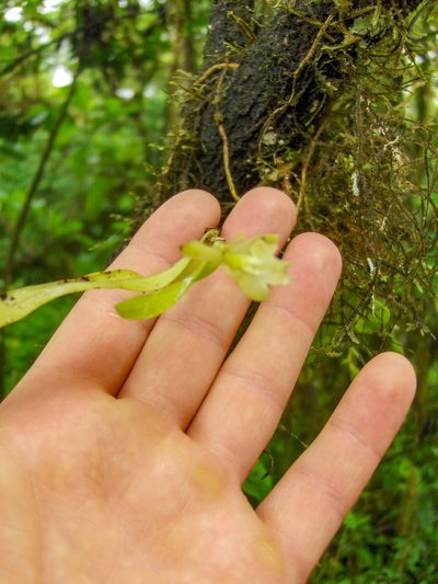 Epidendrum spicatum, photographed by Shawn O'Donnell