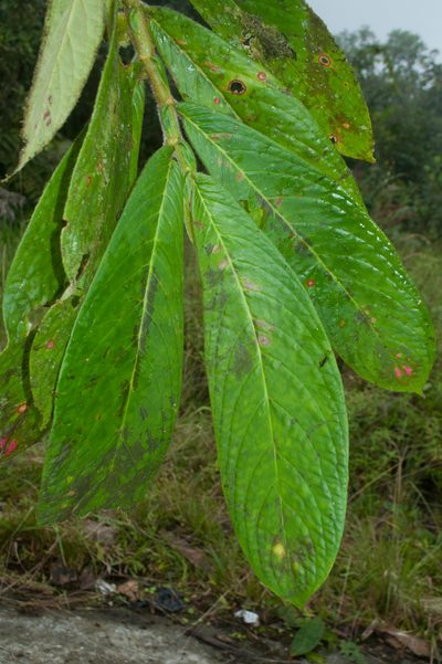 Columnea florida, photographed by Oscar Marín