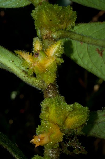 Columnea florida, photographed by Oscar Marín