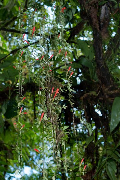 Columnea kienastiana, photographed by Oscar Marín