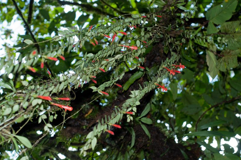 Columnea kienastiana, photographed by Oscar Marín