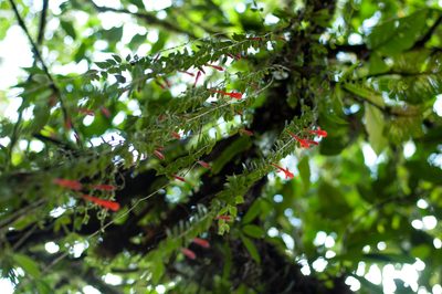 Columnea kienastiana, photographed by Oscar Marín
