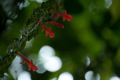 Columnea kienastiana, photographed by Oscar Marín