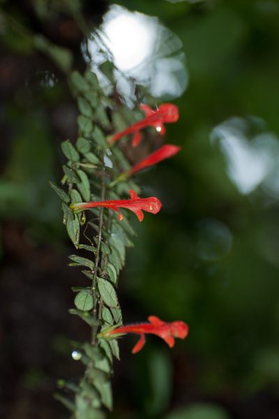 Columnea kienastiana, photographed by Oscar Marín