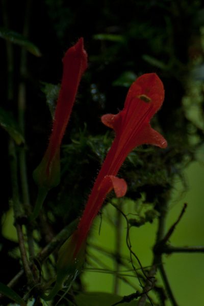 Columnea kienastiana, photographed by Oscar Marín