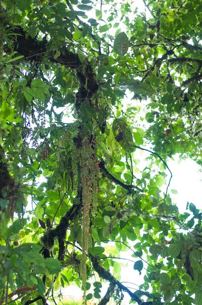 Columnea kienastiana, photographed by Oscar Marín