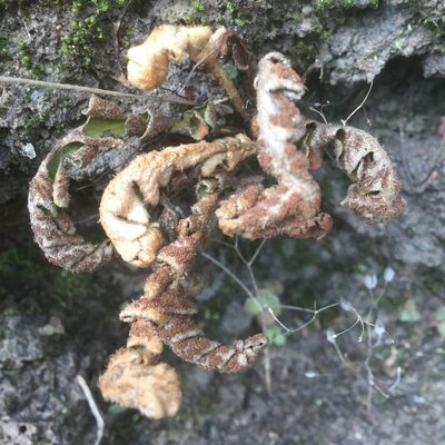 Asplenium lolegnamense