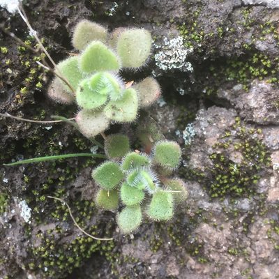 Aichryson villosum