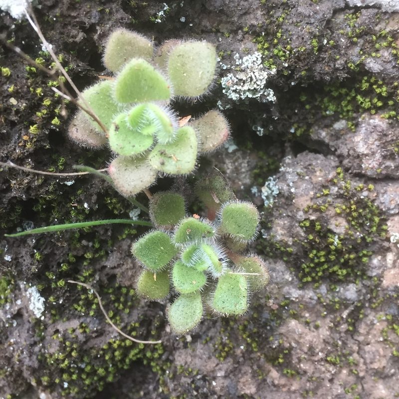 Aichryson villosum, photographed by Andre Hosper