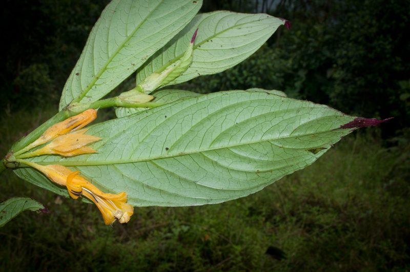 Columnea karstenianum, photographed by Oscar Marín