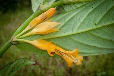 Columnea karstenianum, photographed by Oscar Marín