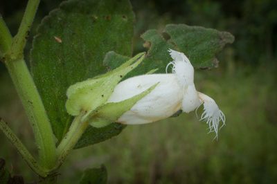 Drymonia lanceolata, photographed by Oscar Marín