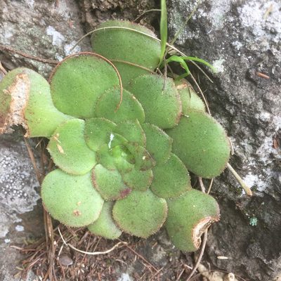 Aeonium glandulosum, photographed by Andre Hosper