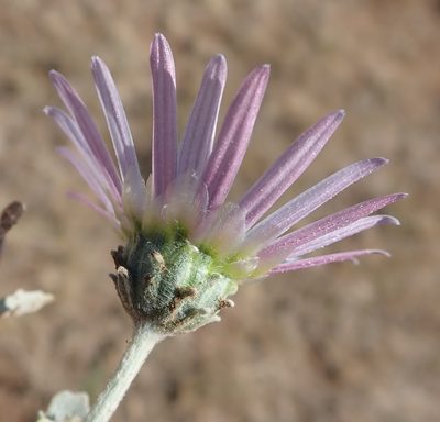 Arctotis venusta, photographed by Nicola van Berkel