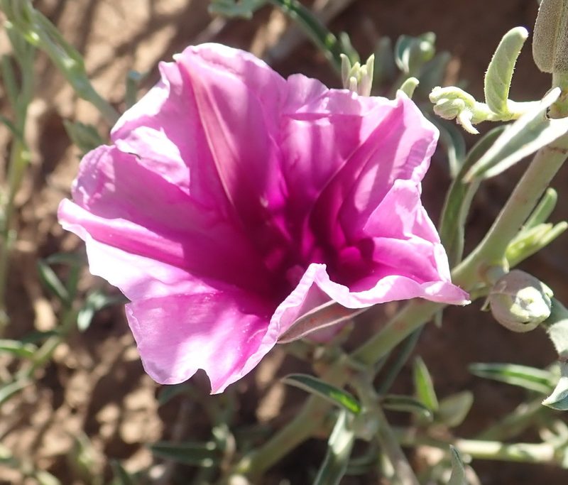 Ipomoea oenotheroides, photographed by Nicola van Berkel