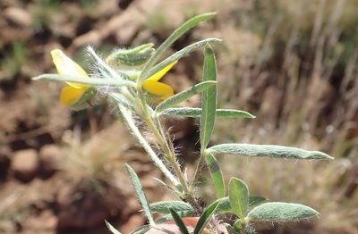 Argyrolobium pauciflorum, photographed by Nicola van Berkel