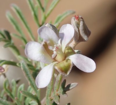 Pelargonium malacoides, photographed by Nicola van Berkel