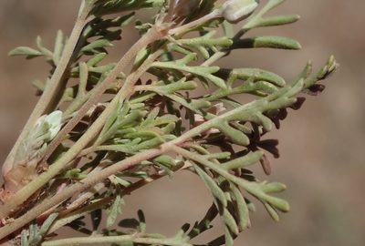 Pelargonium malacoides, photographed by Nicola van Berkel