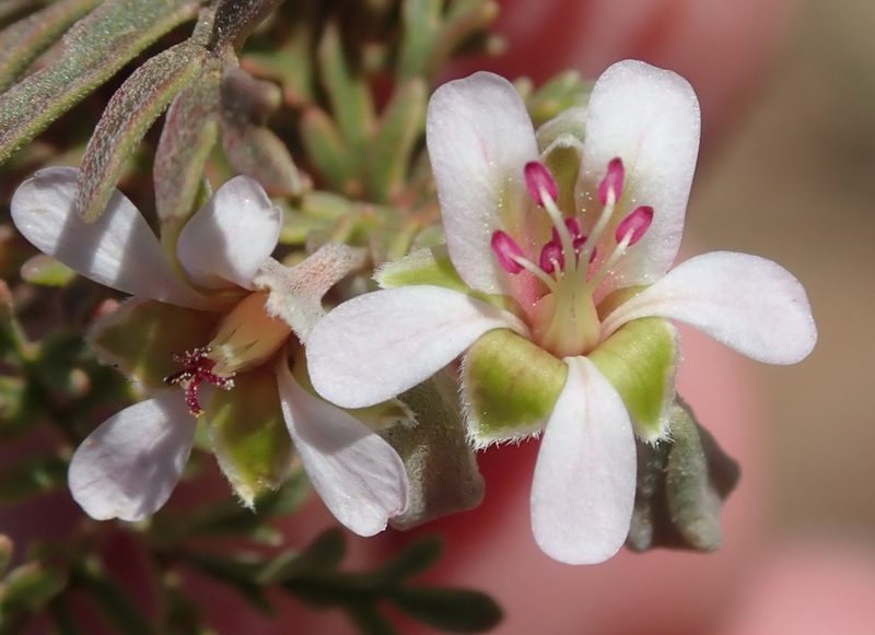 Pelargonium malacoides, photographed by Nicola van Berkel