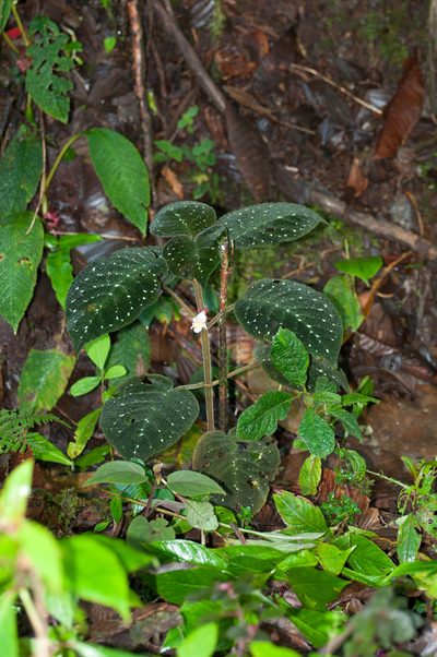 Drymonia droseroides, photographed by Oscar Marín