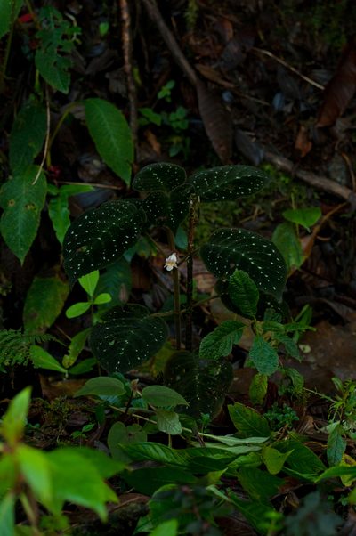 Drymonia droseroides, photographed by Oscar Marín