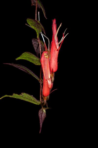 Columnea ceticeps, photographed by Oscar Marín
